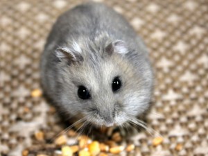 hamster-campbell